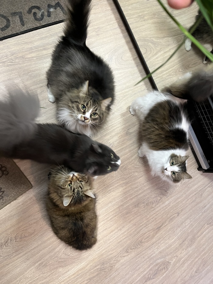 Грей, Тошка, Тимофей, Машка