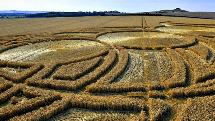 Творчество «растительных художников» вблизи