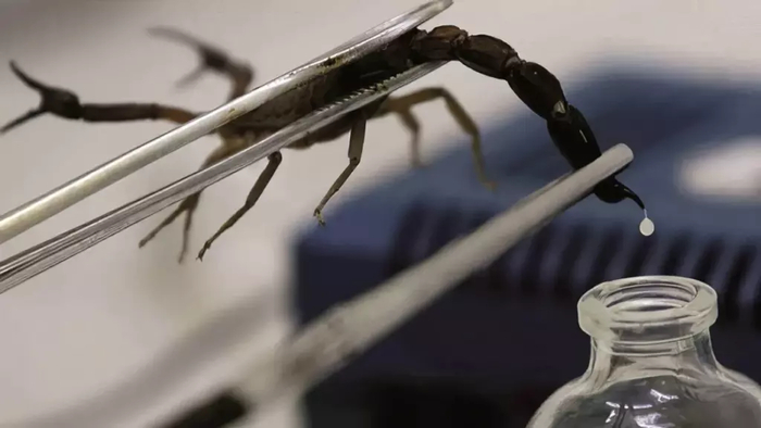 Сбор яда у скорпиона