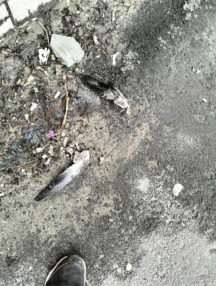 Новинка в Бургер Кинг — голубиные крылышки