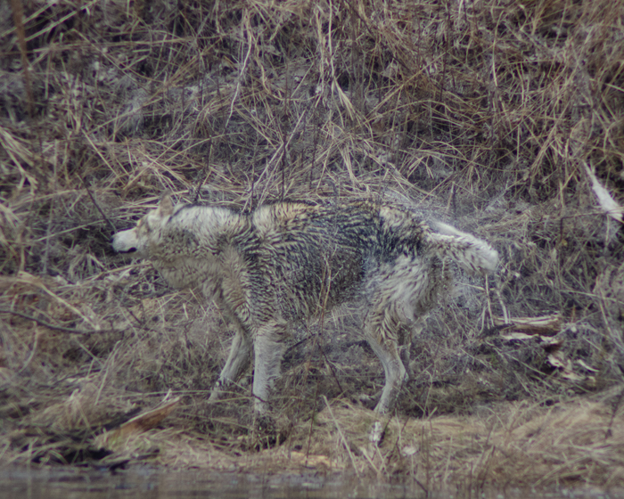 Еще раз отряхнулся ☺️