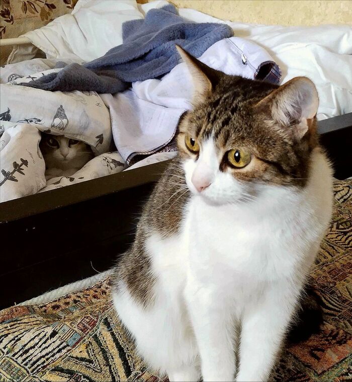 Найди вторую кошку ))