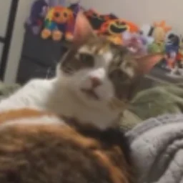 tschesnok