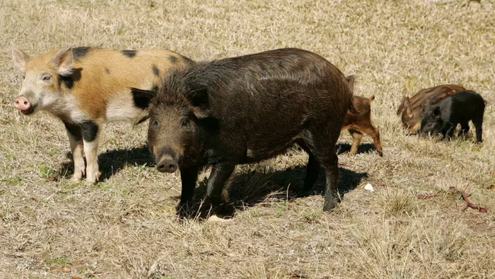 Одичавшие австралийские свиньи