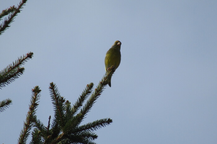   (Chloris chloris)