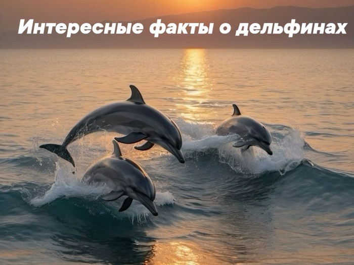 "10 фактов о дельфинах, которые вас удивят"
