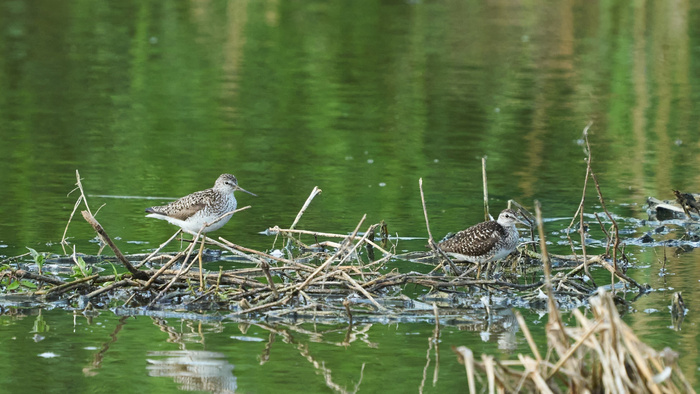 Кулики (кажется, фифи, но я, признаться, в классификации пока не сильна). Еще встретили куликов-травников