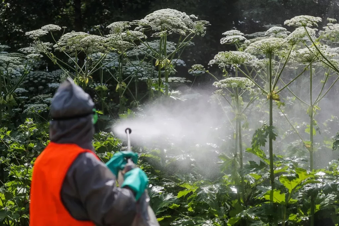 Уничтожение борщевика в Подмосковье