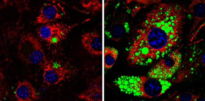  ,   (),     (),     ()