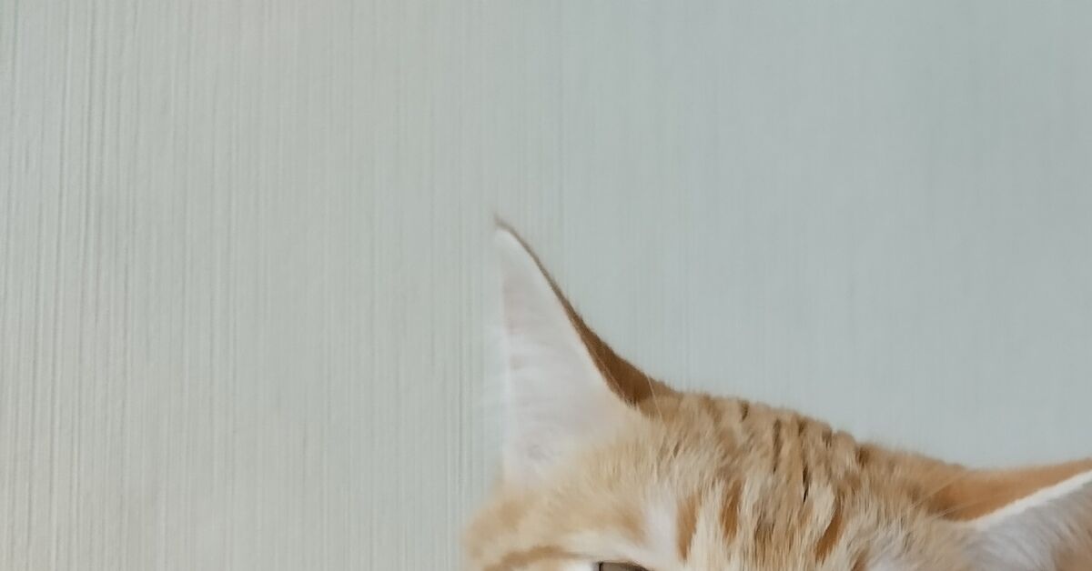 День кота