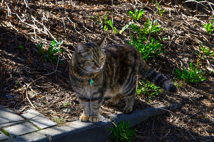 ��� � ��. �������, �. ������� ��������