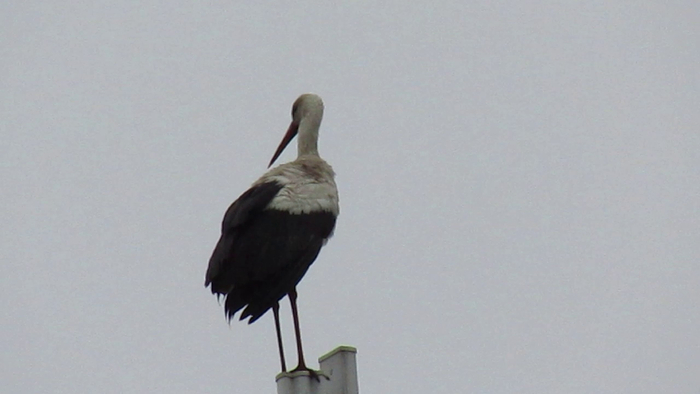   (. Ciconia ciconia) ,   , ,  , , , ,  