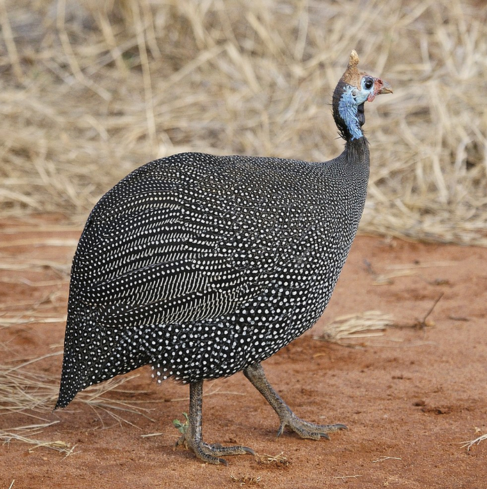      "turkey"    ""? , , , , , , , 