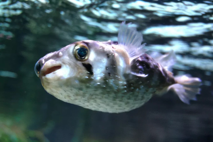 «Нормальное» состояние фугу