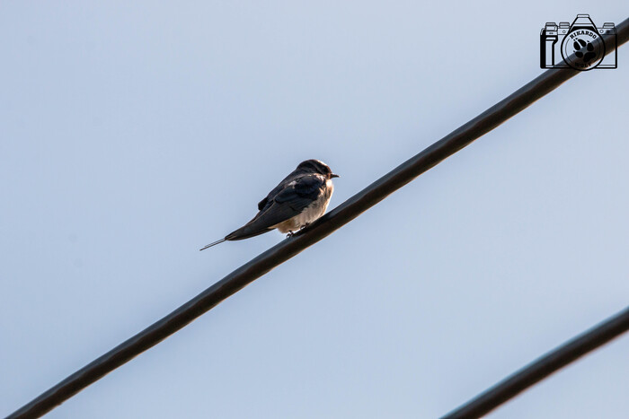 ����������� ��������