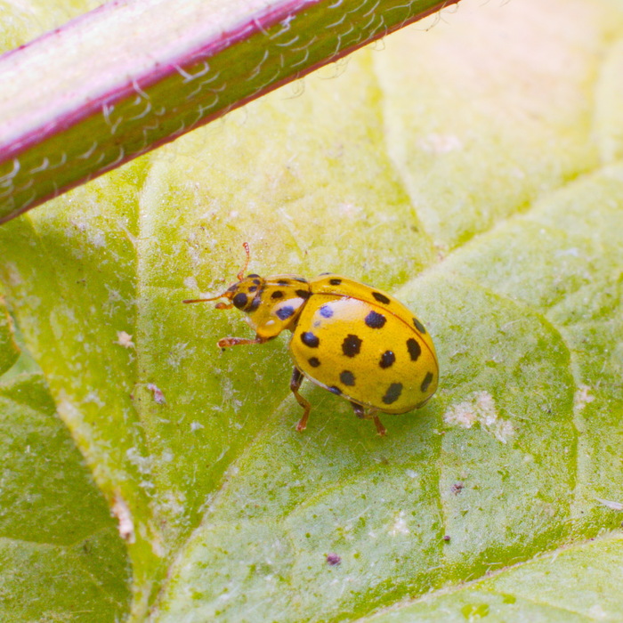  ,   (. Psyllobora vigintiduopunctata)