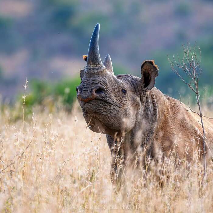 Весь такой важный