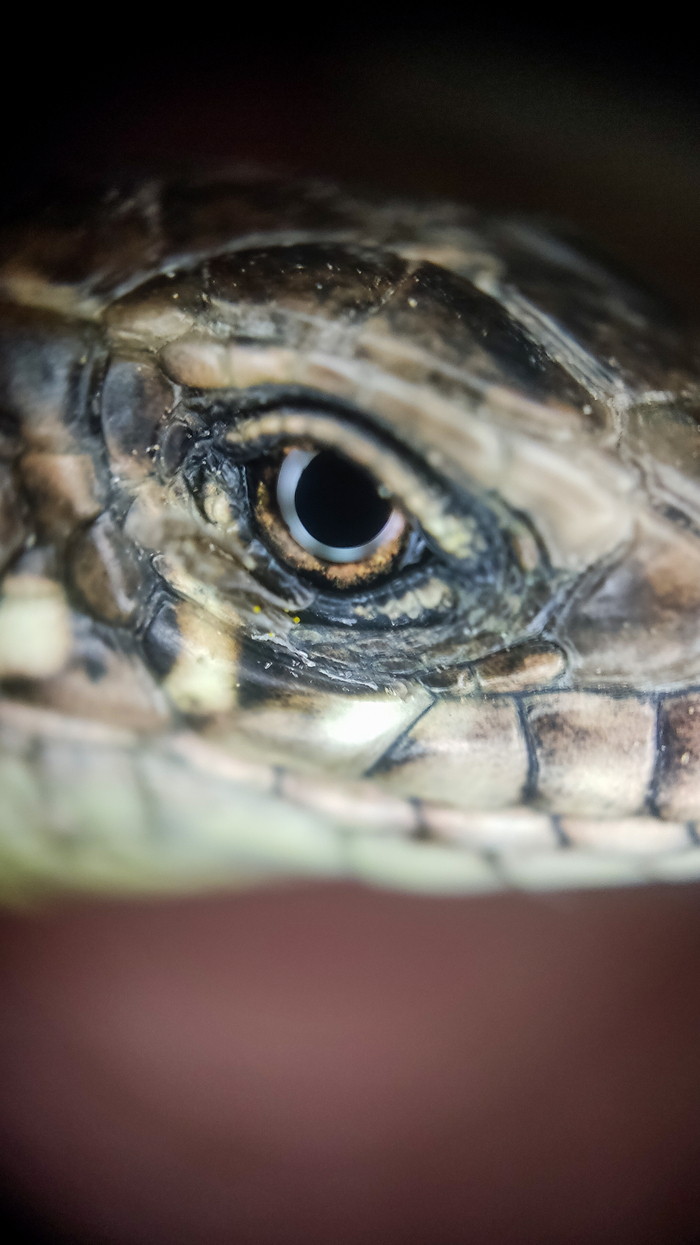 Спокойный взгляд