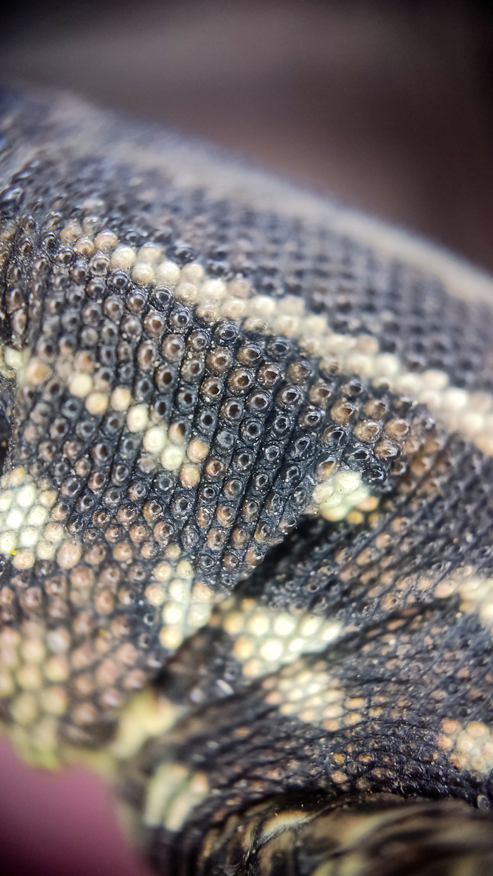 Шикарная шкура