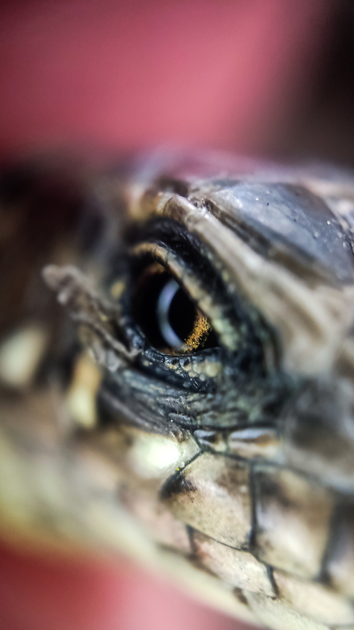 С глаза слезает шкура немного, но золотой цвет просто шикарен.