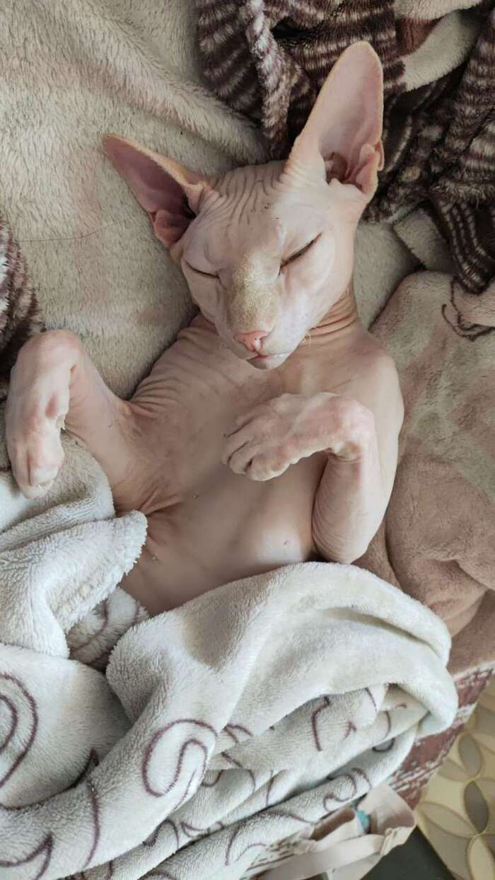 ������� - �������