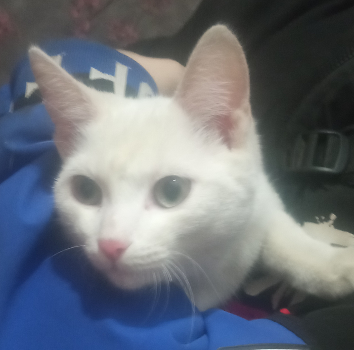 Котику нужен человек!