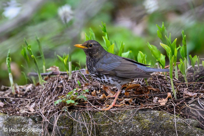 <a href="https://pikabu.ru/story/srazu_dve_redchayshie_dlya_primorya_ptitsyi_otmechenyi_na_zapovednom_ostrove_12718579?u=https%3A%2F%2Fru.wikipedia.org%2Fwiki%2F%25D0%2591%25D0%25B5%25D0%25BB%25D0%25BE%25D0%25B1%25D1%2580%25D1%258E%25D1%2585%25D0%25B8%25D0%25B9_%25D0%25B4%25D1%2580%25D0%25BE%25D0%25B7%25D0%25B4&t=%D0%91%D0%B5%D0%BB%D0%BE%D0%B1%D1%80%D1%8E%D1%85%D0%B8%D0%B9%20%D0%B4%D1%80%D0%BE%D0%B7%D0%B4&h=7dc2b21f8f96d9799bdaba9cca2409445dd3df3f" title="https://ru.wikipedia.org/wiki/%D0%91%D0%B5%D0%BB%D0%BE%D0%B1%D1%80%D1%8E%D1%85%D0%B8%D0%B9_%D0%B4%D1..." target="_blank" rel="nofollow noopener"> Белобрюхий дрозд</a>