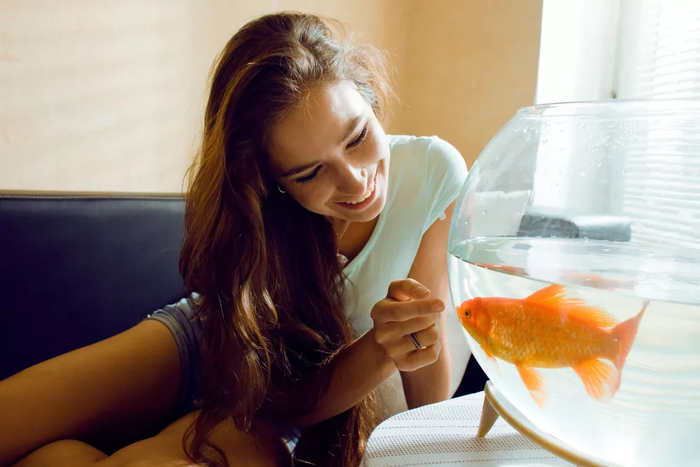 Золотую рыбку в номер? Получите!