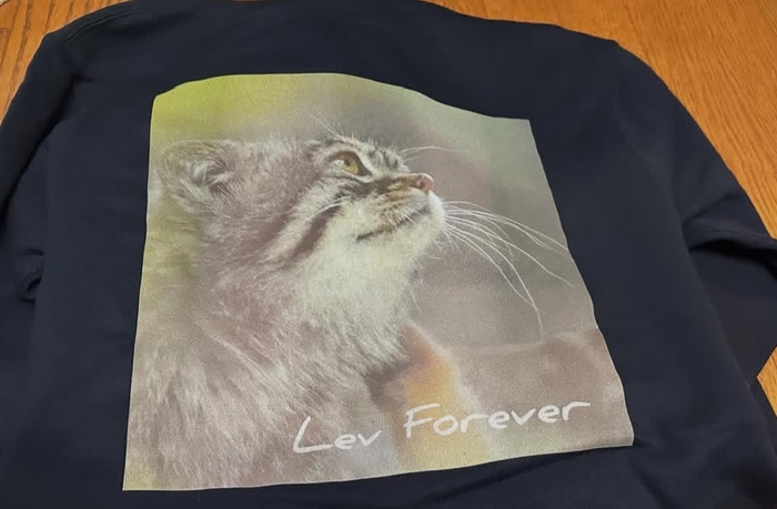 Лев forever Манул, Малые кошки, Семейство кошачьих, Дикие животные, Хищные животные, Зоопарк, Память, Видео, Без звука, Вертикальное видео, Короткие видео