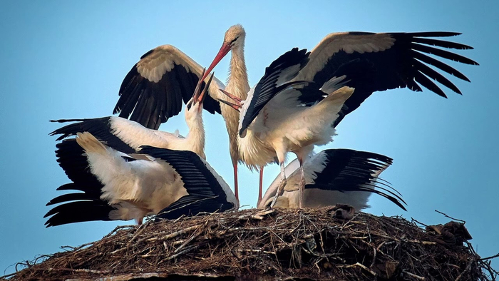— Кушайте, детки. — Мама, я не хочу! — Не хочешь? Ну тогда последуешь за братом! — За каким братом?..