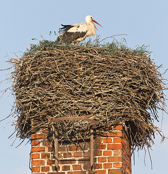 Зато потом, спустя года, получается вот такая красота! Там даже зелёная лужайка расцвела наверху.