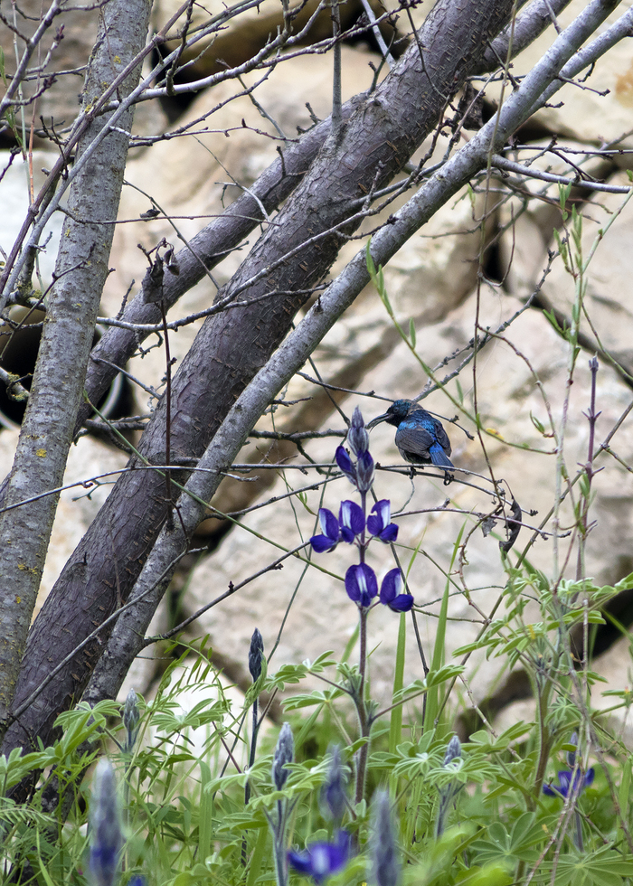 Нектарница