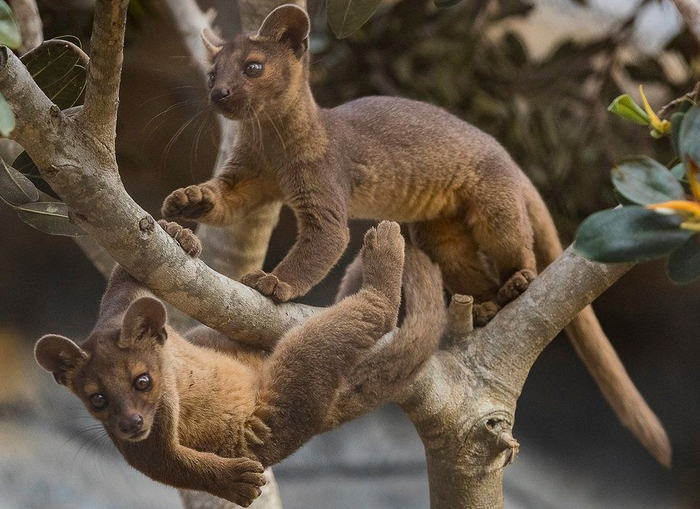 Детские игры – это ещё и обучение балансу на ветвях деревьев