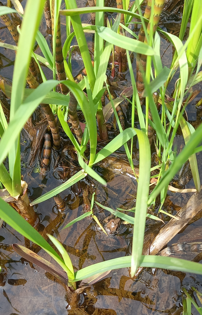 ��������, ��� �����������, �������.