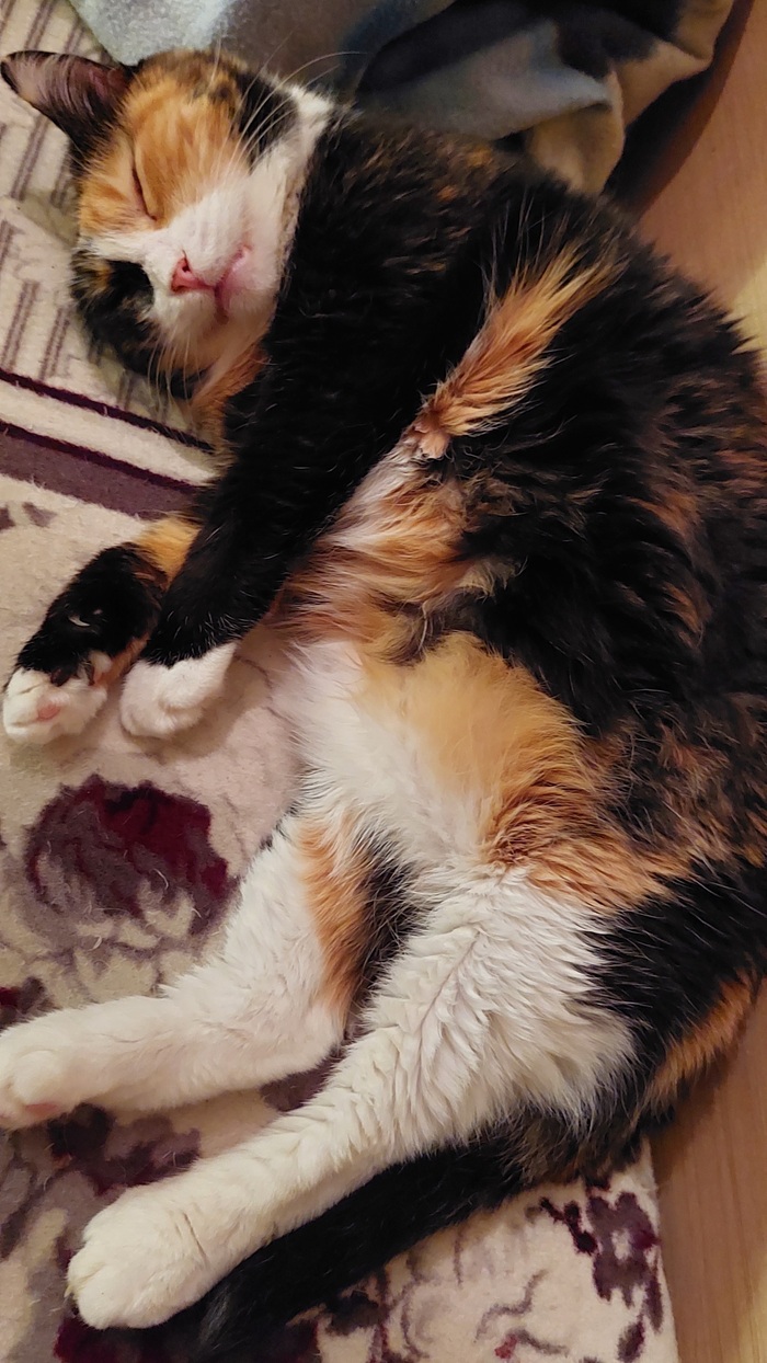 ��������