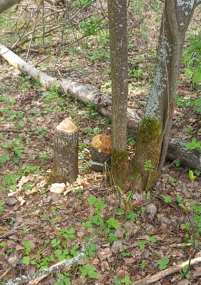 ����� ����� ����. � ���� � � ��� ����.