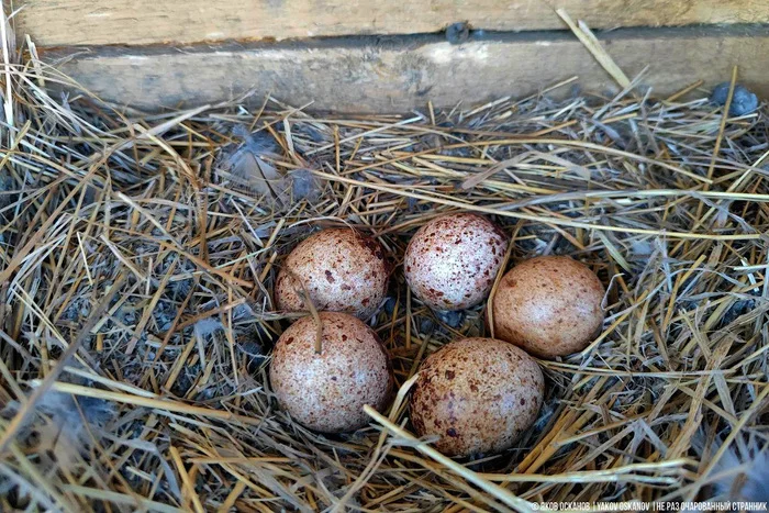 Завёл нелегальную птицеферму в лесу. Что по деньгам Животные, В мире животных, Редкий вид, Дикая природа, Природа России, Птицы, Хищные птицы, Сова, Сокол, Видео, Короткие видео, Длиннопост Завёл нелегальную птицеферму в лесу. Что по деньгам Животные, В мире животных, Редкий вид, Дикая природа, Природа России, Птицы, Хищные птицы, Сова, Сокол, Видео, Короткие видео, Длиннопост