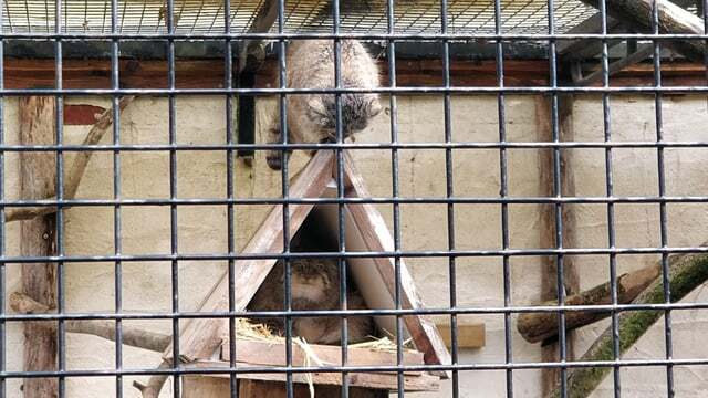 Фото взято из аккаунта <a href="https://pikabu.ru/story/s_dnyom_rozhdeniya_12729482?u=https%3A%2F%2Fwww.reddit.com%2Fr%2FPallasCats%2Fcomments%2F1b5mknt%2Fmy_first_time_seeing_them%2F&t=Angueo%20reddit&h=cfc607ab5cf22b8c438b4e4ee7675a48a8ec6ee5" title="https://www.reddit.com/r/PallasCats/comments/1b5mknt/my_first_time_seeing_them/" target="_blank" rel="nofollow noopener">Angueo reddit</a>