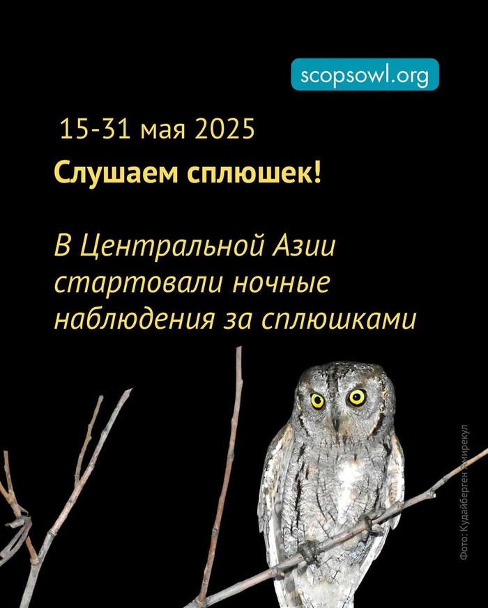        (Otus scops)! , ,  ,  , ,  ,  , 