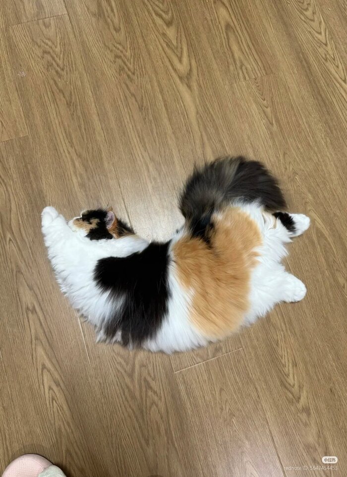 Ваше пузейшество