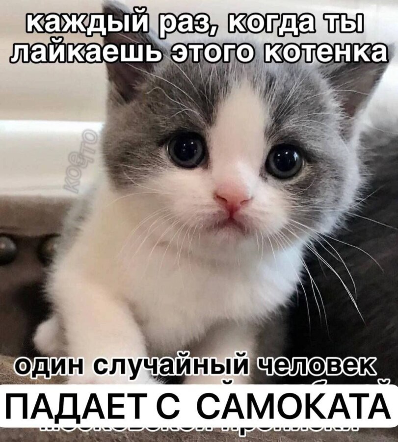 Ну как тут удержаться?... - Мемы, Картинка с текстом, Кот, Самокатчики, Черный юмор