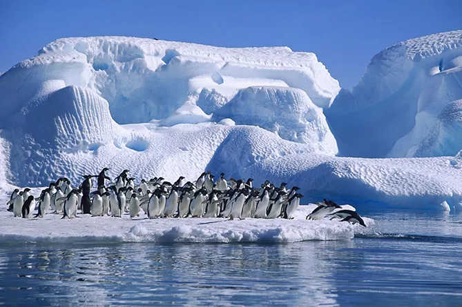 На айсбергах могут жить не только пингвины