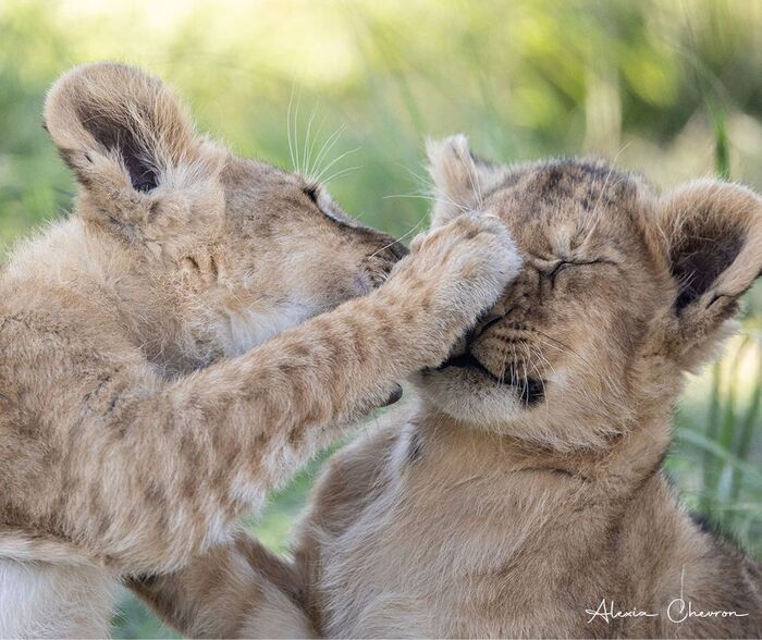 ! , ,  ,  ,  ,  ,  ,   , -, , , Boop