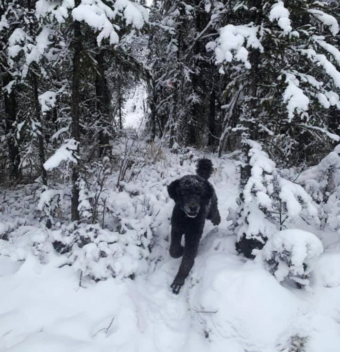 "Бегущий человек в лесу".