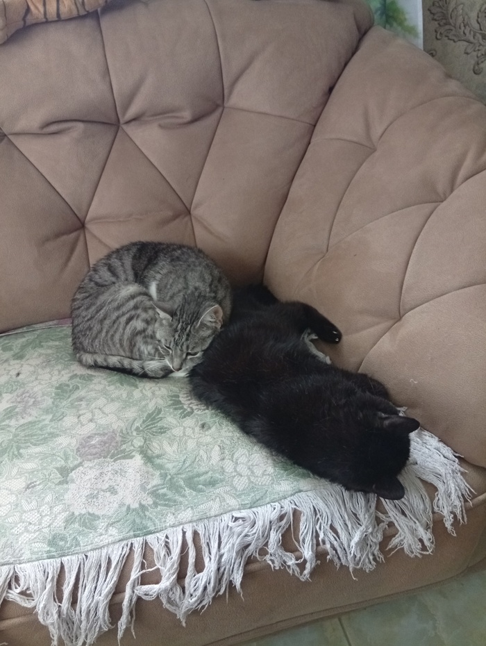 Если в доме два кота