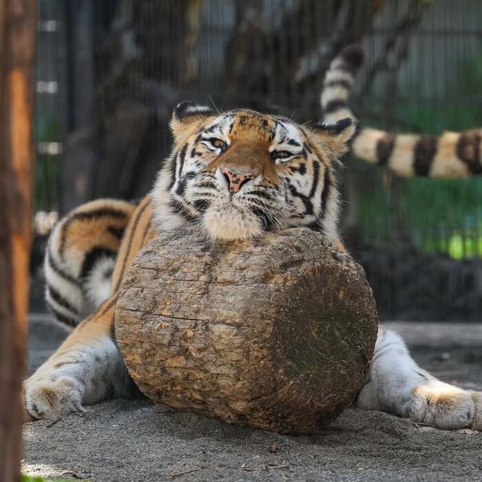 Жёсткая подушка