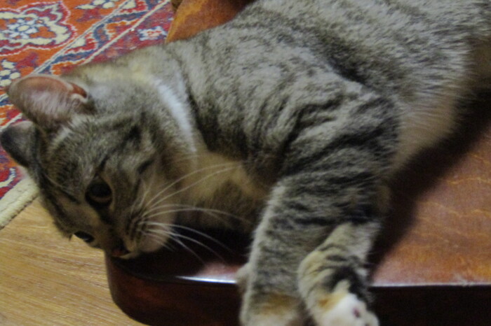 Эх, жизнь моя жестянка...