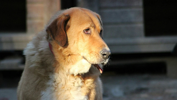 Регионы в 2024 году потратили на бездомных животных более 12 млрд рублей