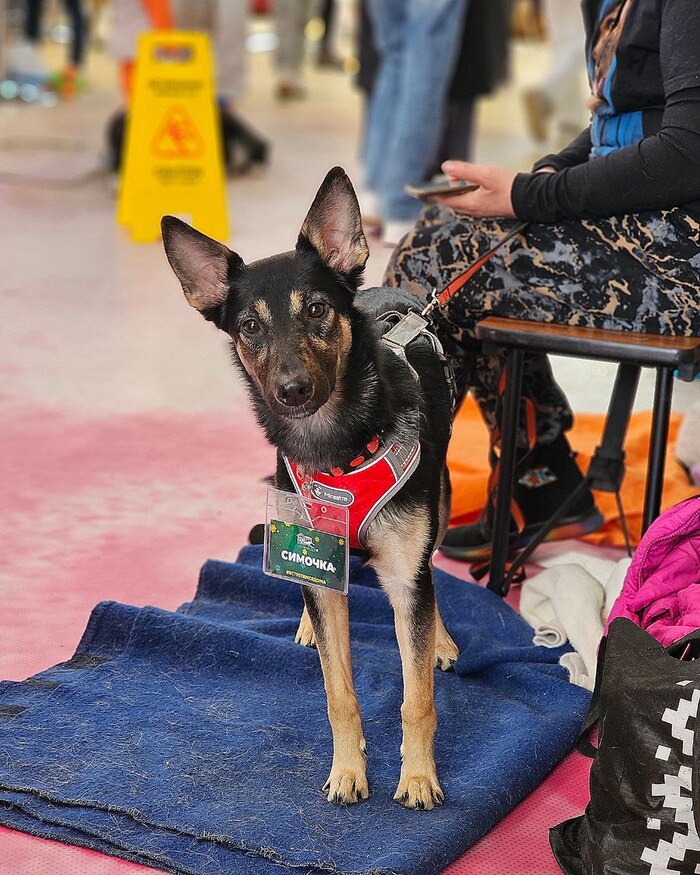 Мини-овчарка Симочка , в поисках дома