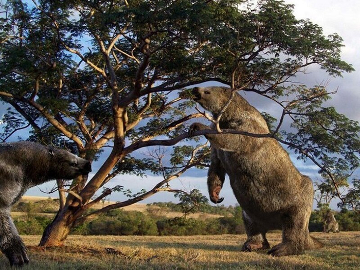 Гигантские ленивцы довольно сильно отличались от нынеживущих ленивцев, ведь их эволюционные пути разошлись примерно 20 миллионов лет назад.